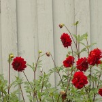 Im Garten